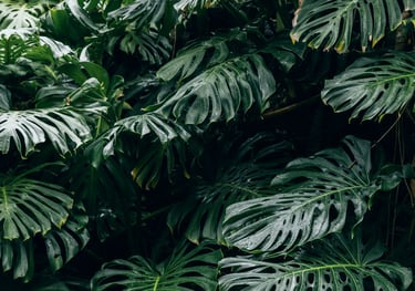Fully fenestrated Monstera deliciosa plant