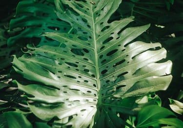 Mature fully fenestrated Monstera deliciosa plant