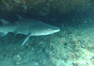 Ragged tooth Shark, Aliwal Shoal, Umkomaas, South Africa