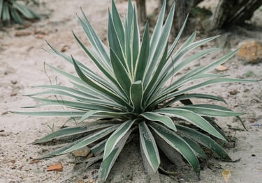 Agave viviparia plant