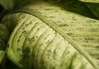 Dieffenbachia Camouflage