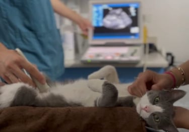 ultrasound cat