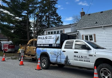 tree removal services from mills tree service in north bay