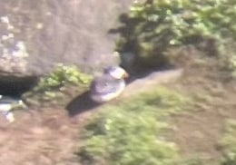 A puffin at South Stack lighthouse