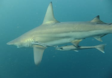 Oceanic black tips on a baited shark dive, Aliwal Shoal, Umkomaas, South Africa