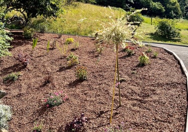 a tree in a garden with a path leading to a path