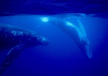 snorkelling with humpback whales in Vava'u, The Kingdom of Tonga