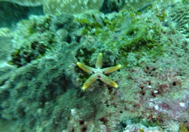 star fish , sodwana bay, South Africa