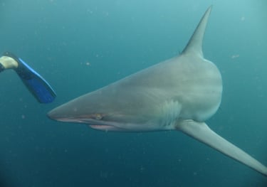 oceanic black tips, aliwal shoal, umkomaas, south africa