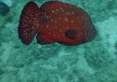 fish , sodwana bay, South Africa