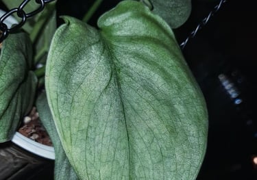 Scindapsus Silver Hero, otherwise known as Scindapsus Platinum