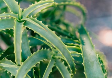 Aloe Vera plant