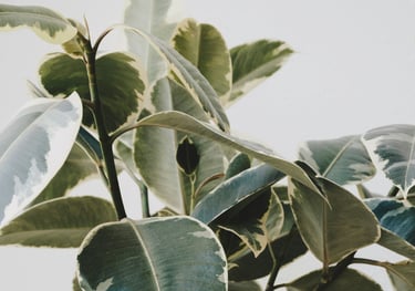 Ficus Elastica Tineke