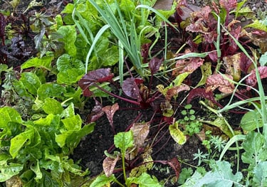 Grow your own vegetables in a raised bed
