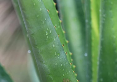 Aloe plant