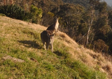 Kangaroo at Katoomba, Blue Mountains, Australia