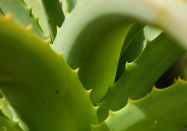 Aloe plant