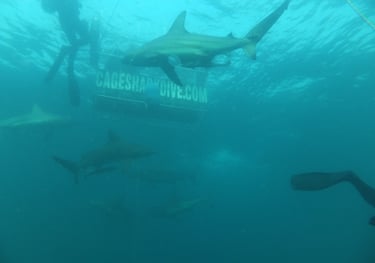 Oceanic black tips on a baited shark dive, Aliwal Shoal, Umkomaas, South Africa