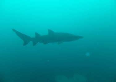 ragged tooth shark, aliwal shoal, umkomaas, South Africa