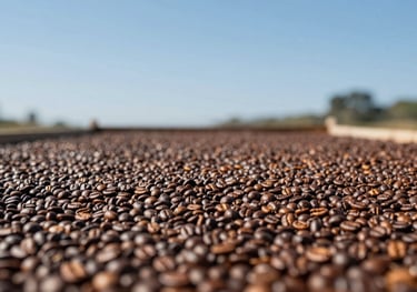 Coffee beans spread out on a raised drying bed (terreiro suspenso), under clear blue skies, showing the traditional drying process.
