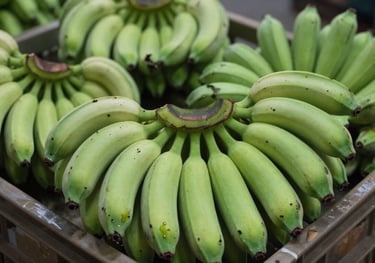A professional photograph of vibrant green Cavendish bananas, freshly harvested and packed in uniform rows within a clean export crate.