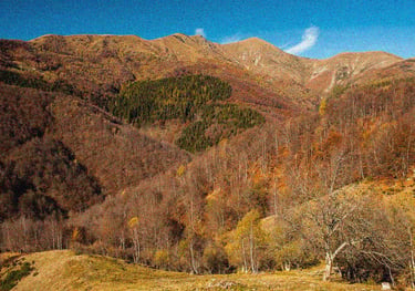 FOLIAGE IN OASI ZEGNA