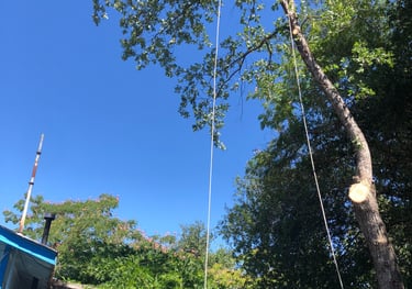 recently trimmed tree with hanging arborist rope