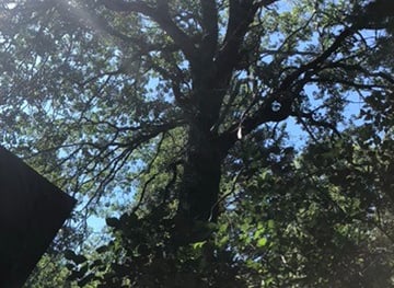 tree branches