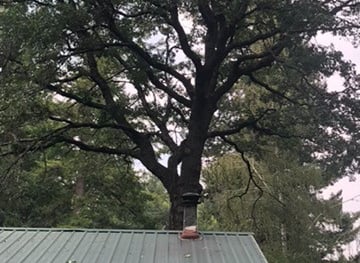 large tree behind metal-roofed house