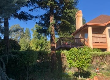 redwood tree in fenced yard in front of two-story house