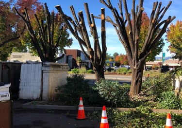 recently pruned trees