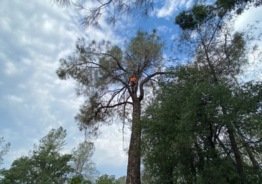 arborist in tall pine tree