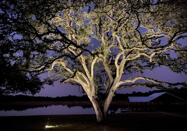 Large Oak tree with well lights in the lawn up lighting the branches and foliage