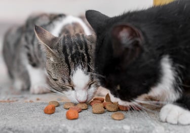 cat treats
