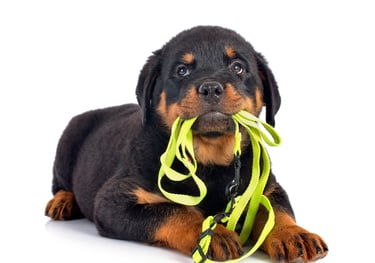 a puppy dog with a leash in its mouth