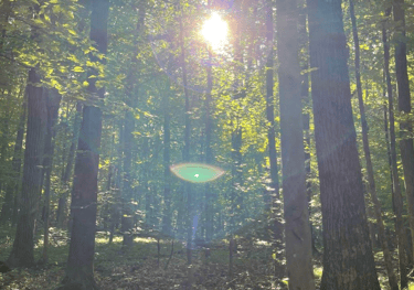 a person standing in a forest with a sun shining through the trees