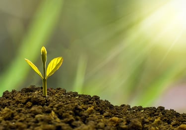 A plant shoot growing-signals growth and potential