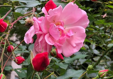 rose as an example for herbal remedy in East and West