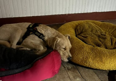 hotel canina en santiago