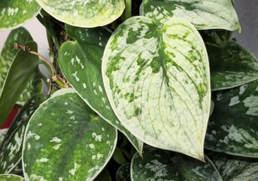 Scindapsus Silver Ann