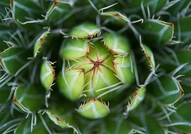 Queen Victoria Agave plant