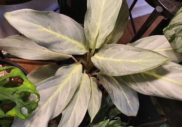 Aglaonema 'Ghost' or 'Aqua Green'