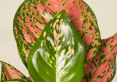 Aglaonema Jazzy Red