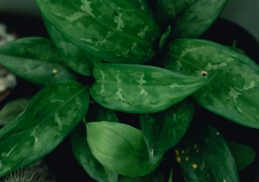 Aglaonema Maria
