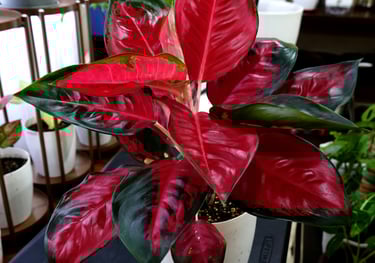 Aglaonema Red Kitty