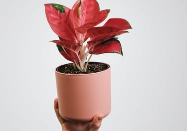 Aglaonema Red Star