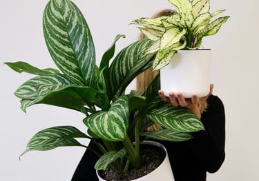 Aglaonema 'Stripes' & Aglaonema 'White Kiwi'
