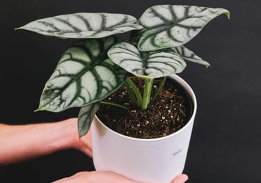 Alocasia Silver Dragon