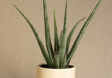 Aloe Vera plant