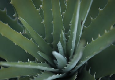 Aloe houseplant